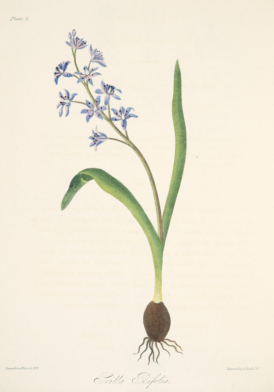 Tweebladige Scilla, uit Bloemillustraties van de Seizoenen, uitgegeven 1829 door Margaret Roscoe