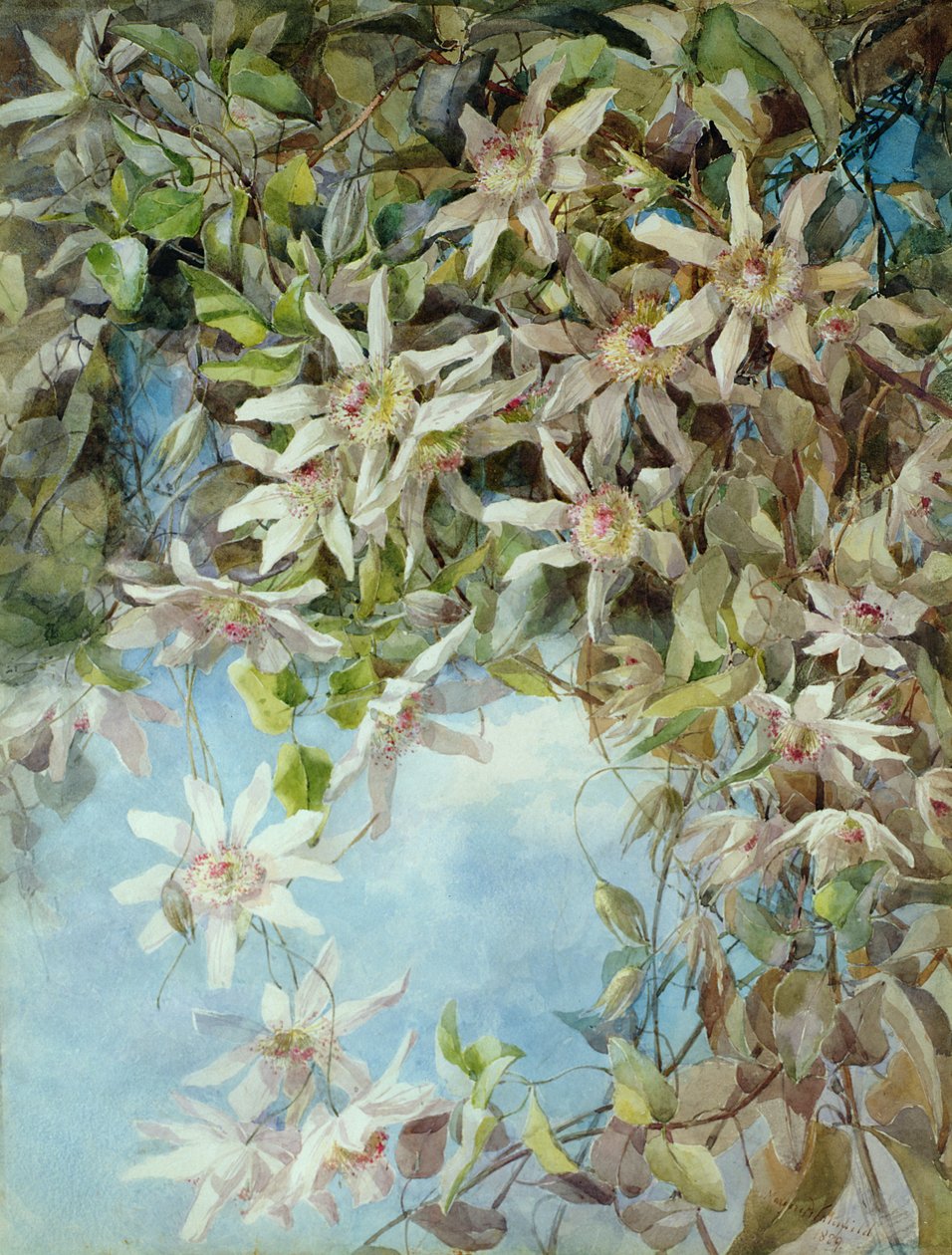 Studie van passiebloem door Margaret Waterfield