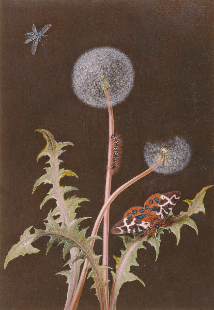 Paardenbloem (Taraxacum officinale) met insecten door Margaretha Barbara Dietzsch