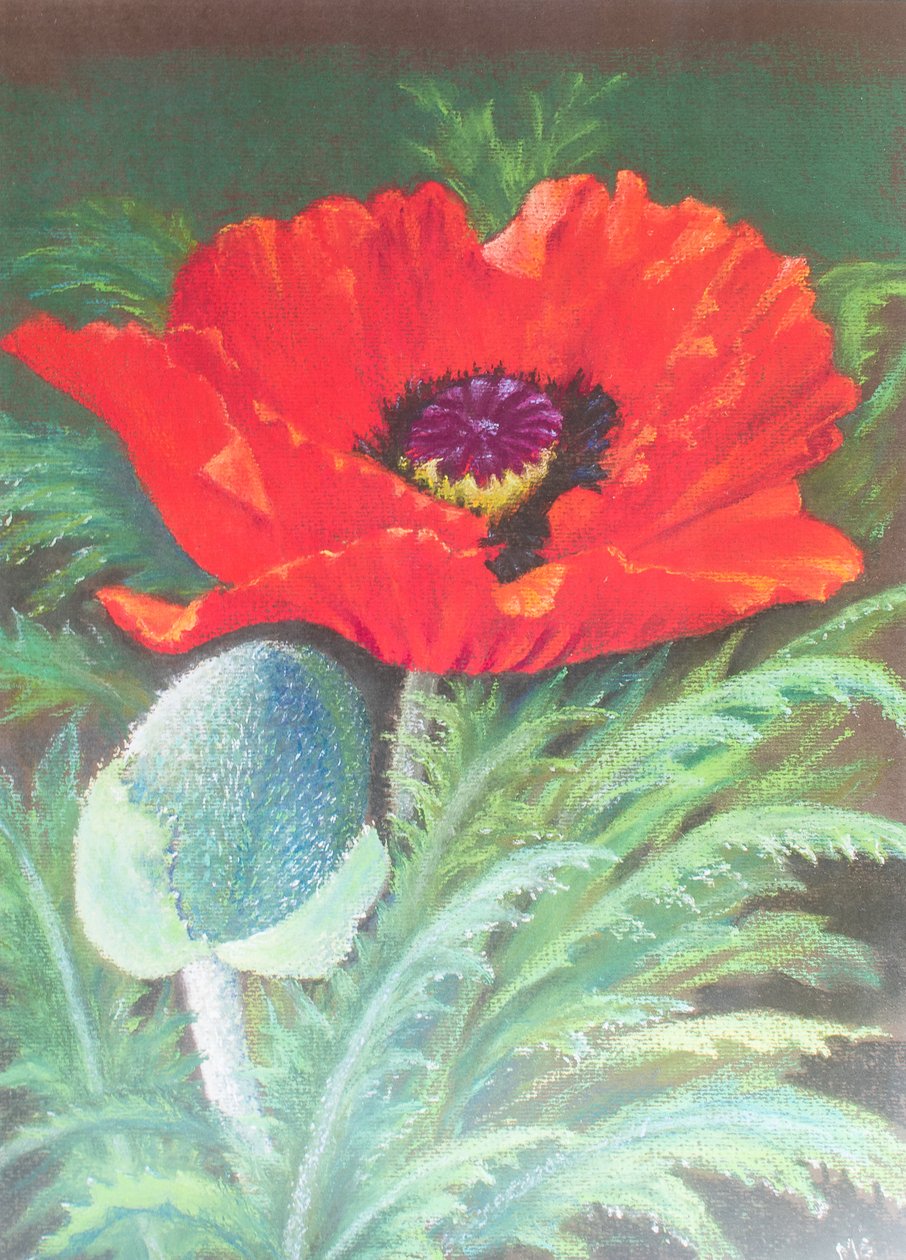 Klaprozen door Margo Starkey