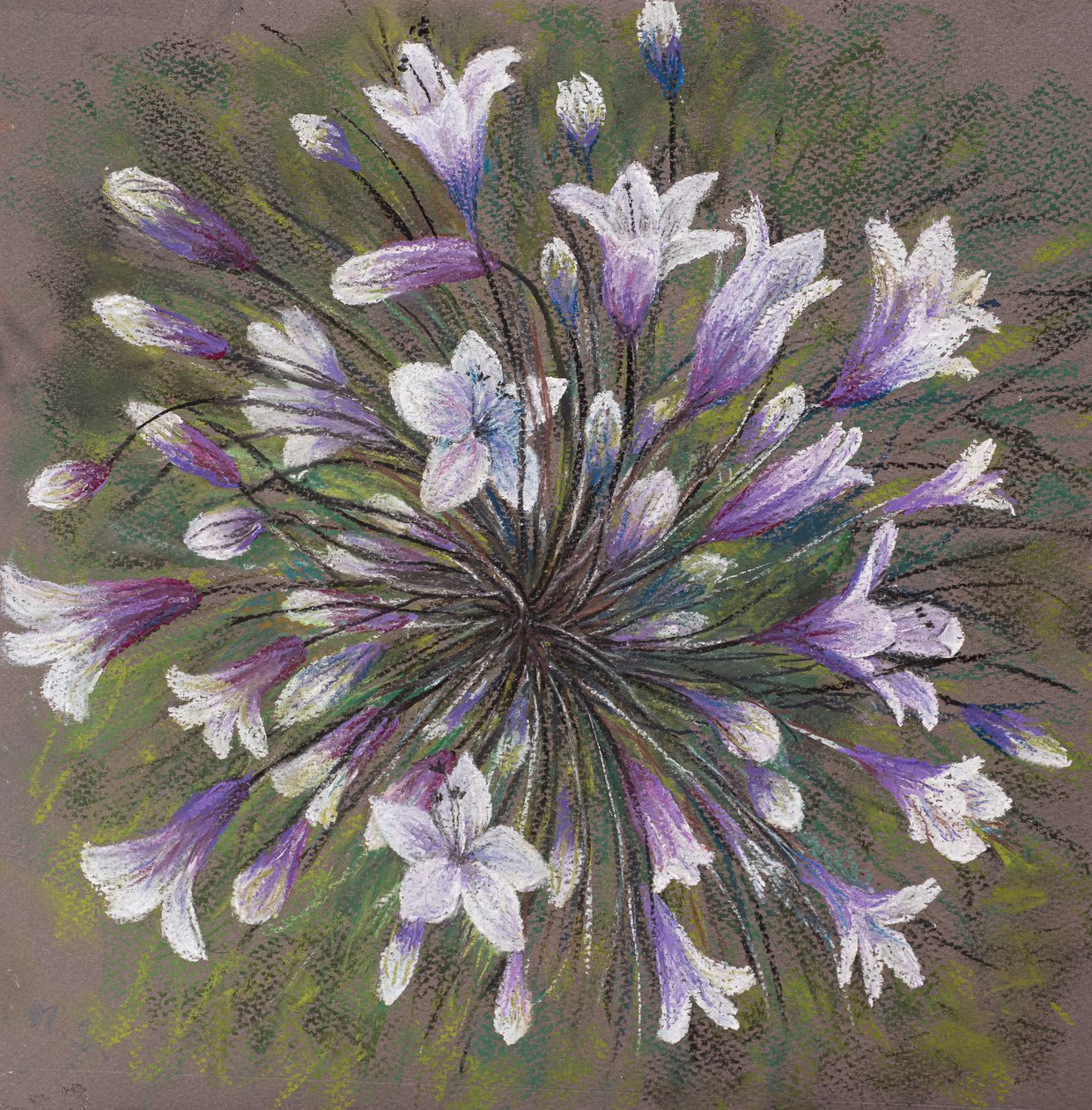 Allium familie door Margo Starkey