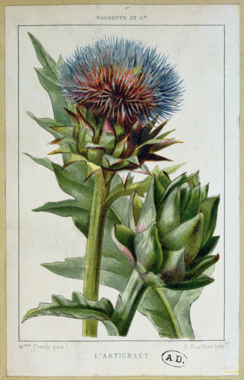 Artisjok, botanische plaat, gegraveerd door E. Fraillery door Marguerite Buret