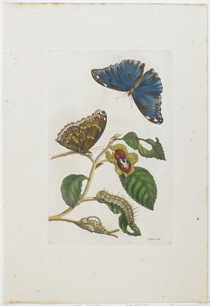 Blauwe Vlinders en Bladeren, 1705-71 door Maria Sibylla Merian