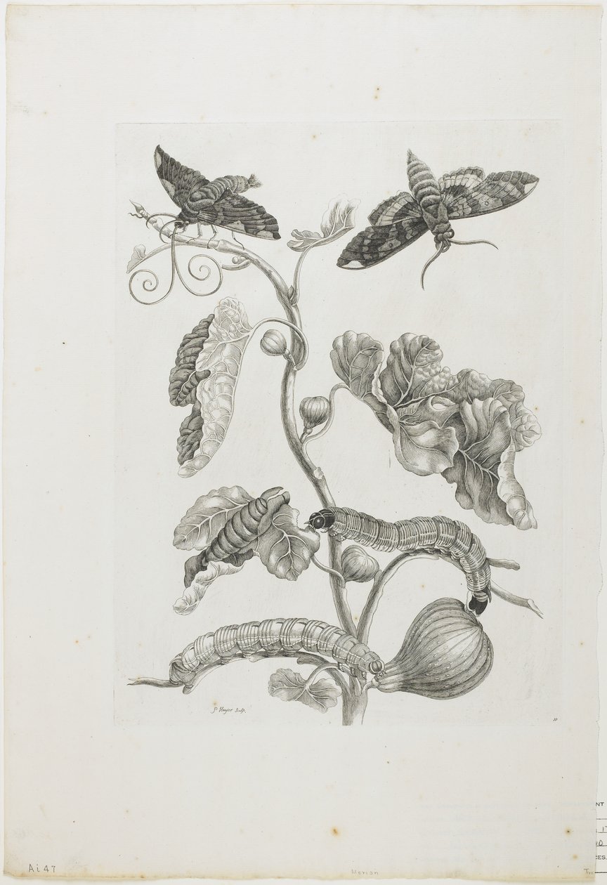 Vlinders, Rupsen en Plant door Maria Sibylla Merian