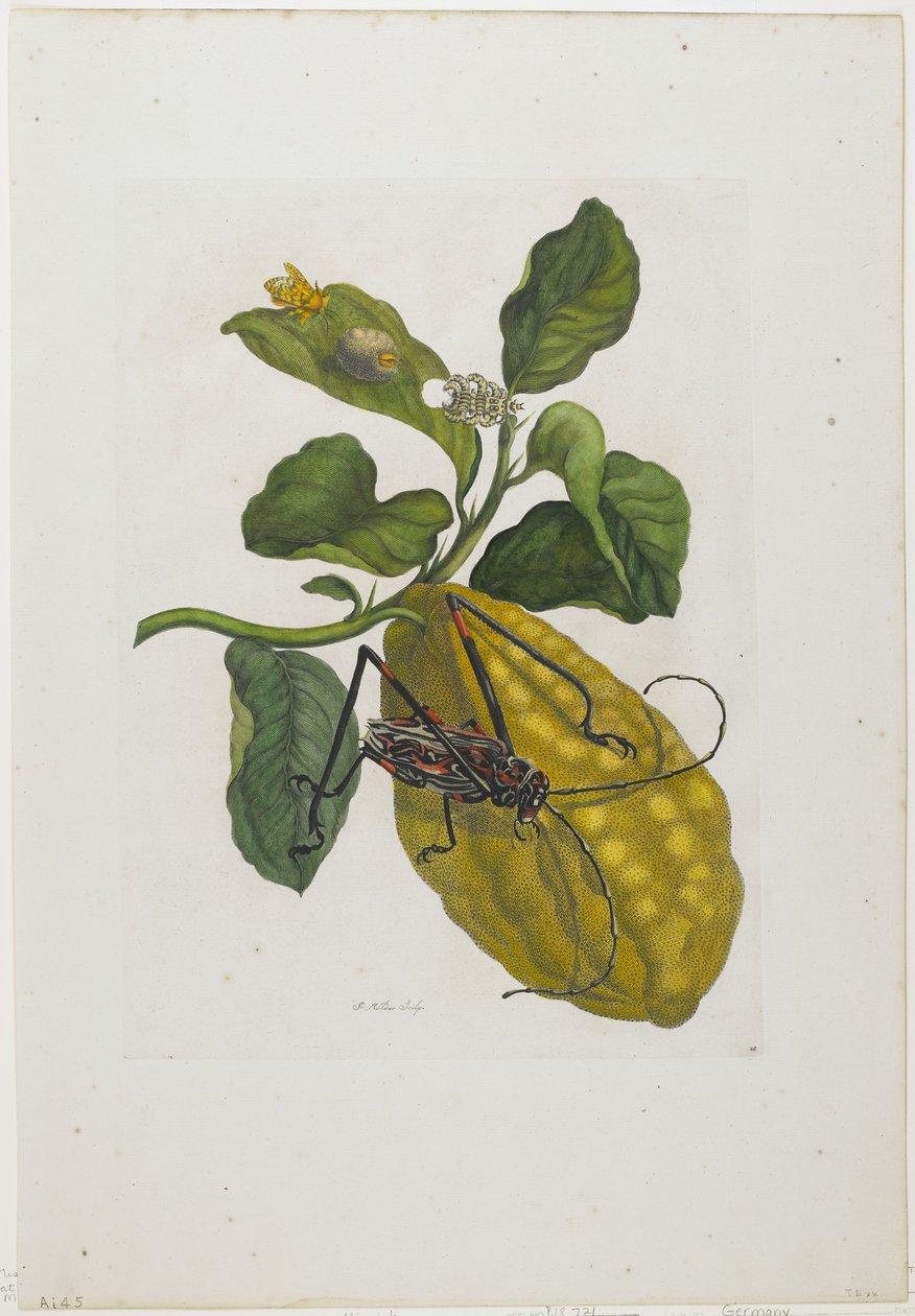 Citrusvruchten en kever, 1705-71 door Maria Sibylla Merian