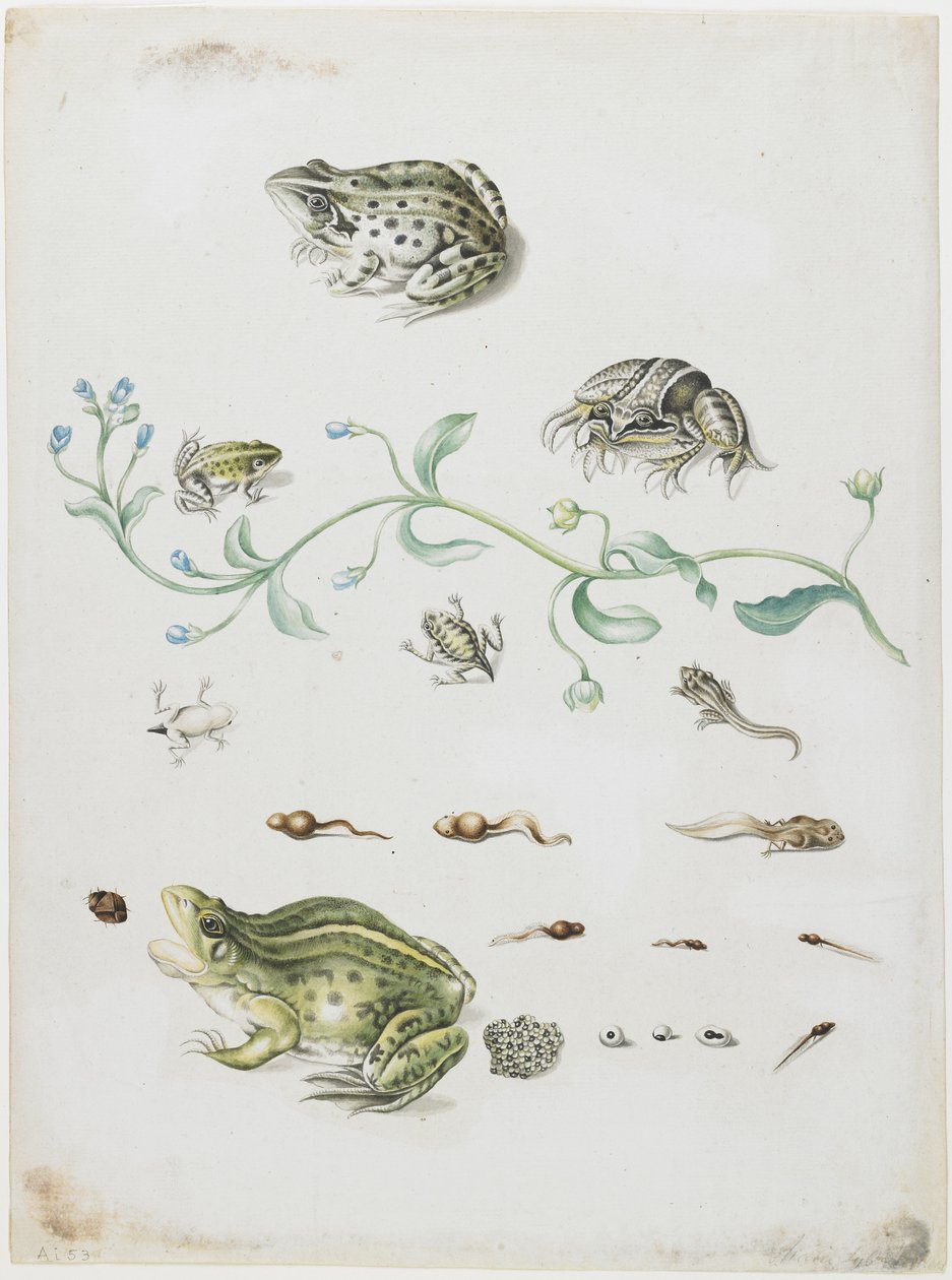Metamorfose van een kikker en blauwe bloem door Maria Sibylla Merian