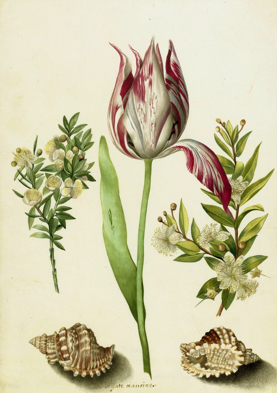 Tulp, twee takken mirte en twee schelpen, ca. 1700 door Maria Sibylla Merian