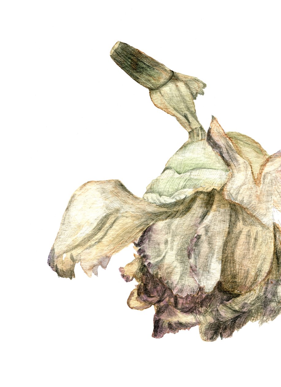 Anjerbloem, 2018 door Maria Basea