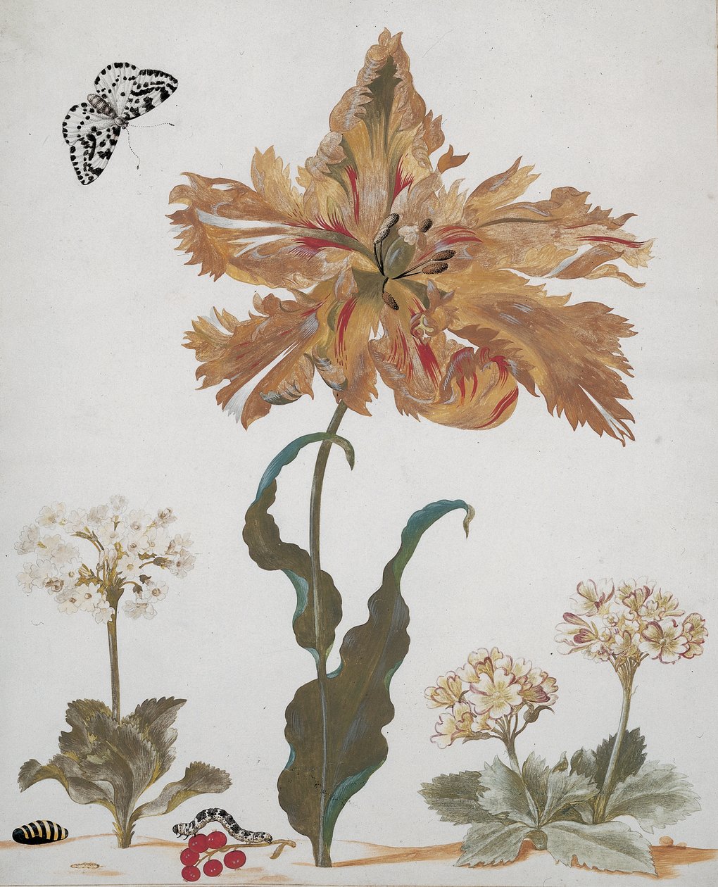 Een Papegaaitulp, Aurikels, Rode Bessen, met een Ekstermot, zijn rups en pop, ca. 1670 door Maria Sibylla Merian