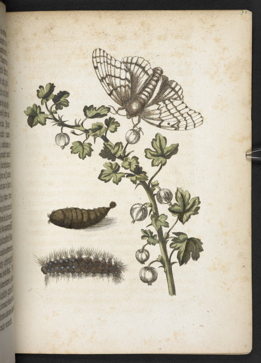 Rups, cocon en vlinder, uit 
