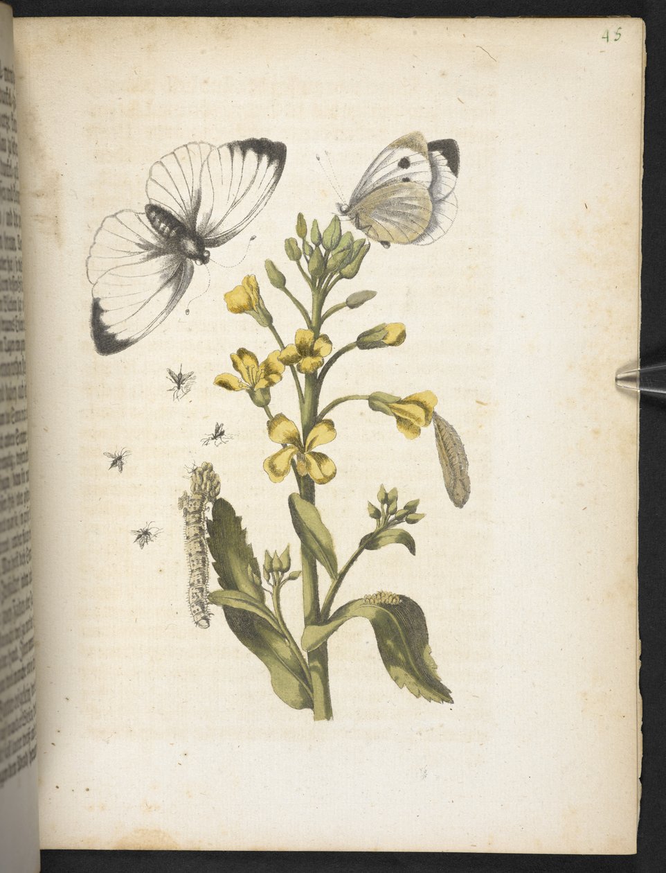 Der Raupen wunderbare Verwandlung und sonderbare Blumen-Nahrung door Maria Sibylla Merian