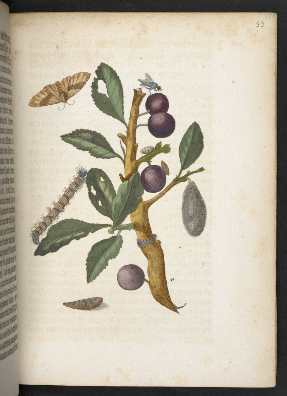 Der Raupen wunderbare Verwandlung und sonderbare Blumen-Nahrung door Maria Sibylla Merian