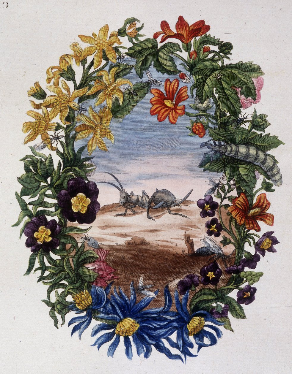 Mier - door Maria Sibylla Merian door Maria Sibylla Merian
