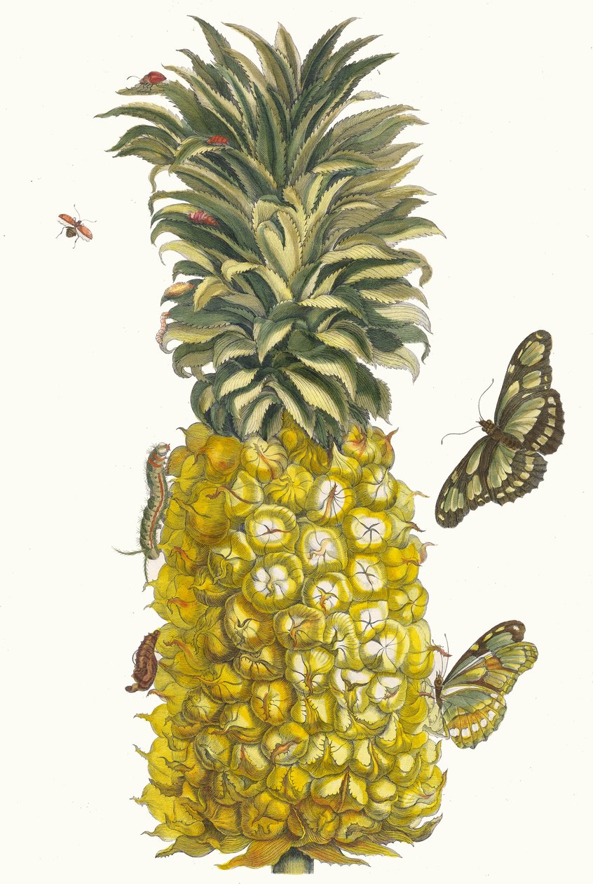 Ananas mur. Uit het Boek Metamorphosis insectorum Surinamensium, 1705 door Maria Sibylla Merian
