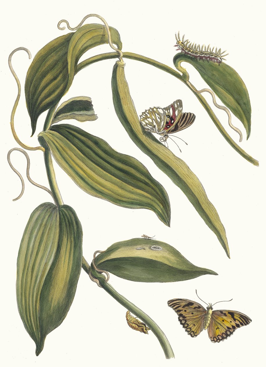 Banille. Uit het boek Metamorphosis insectorum Surinamensium, 1705 door Maria Sibylla Merian