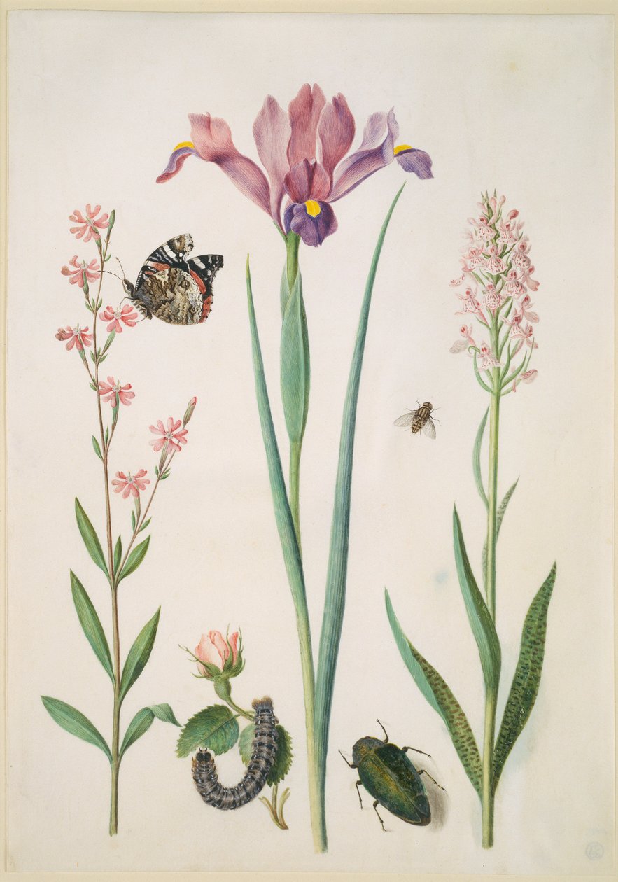 Lijmkruid met atalanta, roos met vossenmot, iris, zweefvlieg, prachtkever en orchidee door Maria Sibylla Merian