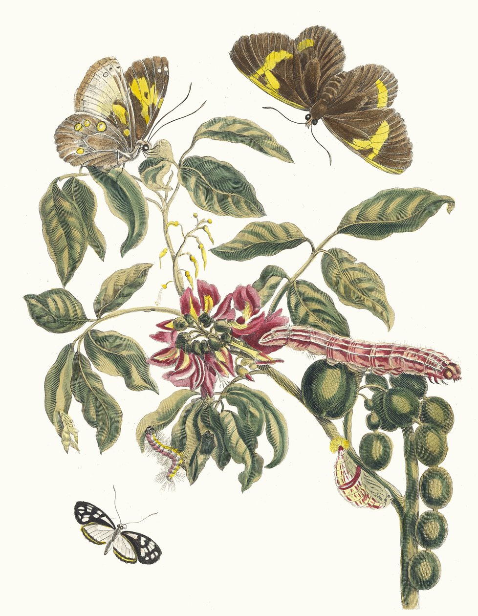 Coronilla Americana Arborescens. Uit het boek Metamorphosis insectorum Surinamensium, 1705 door Maria Sibylla Merian
