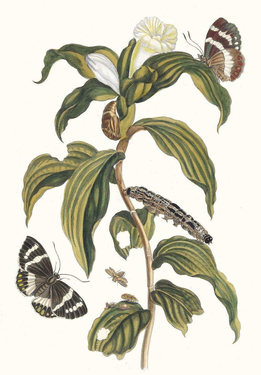 Costus arabicus. Uit het Boek Metamorphosis insectorum Surinamensium, 1705 door Maria Sibylla Merian