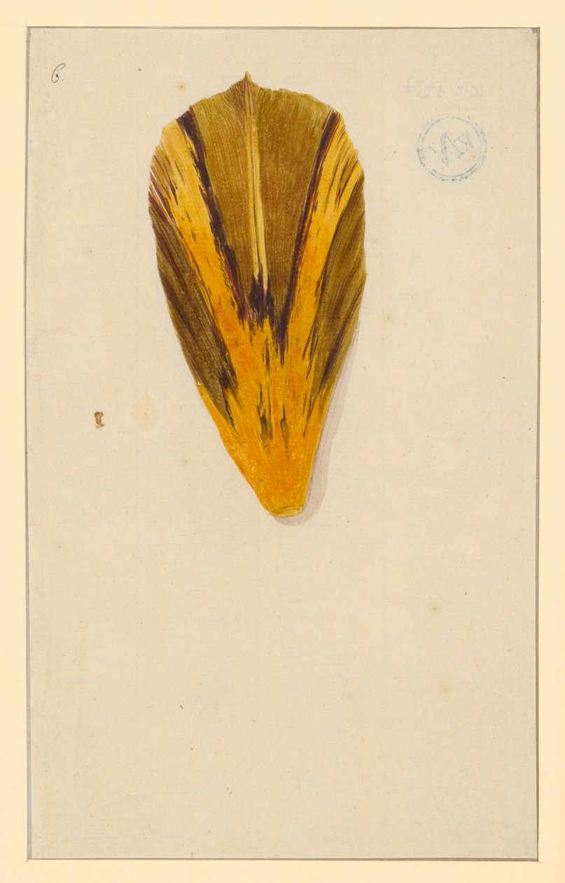 Einzelne Tulpenblätter door Maria Sibylla Merian