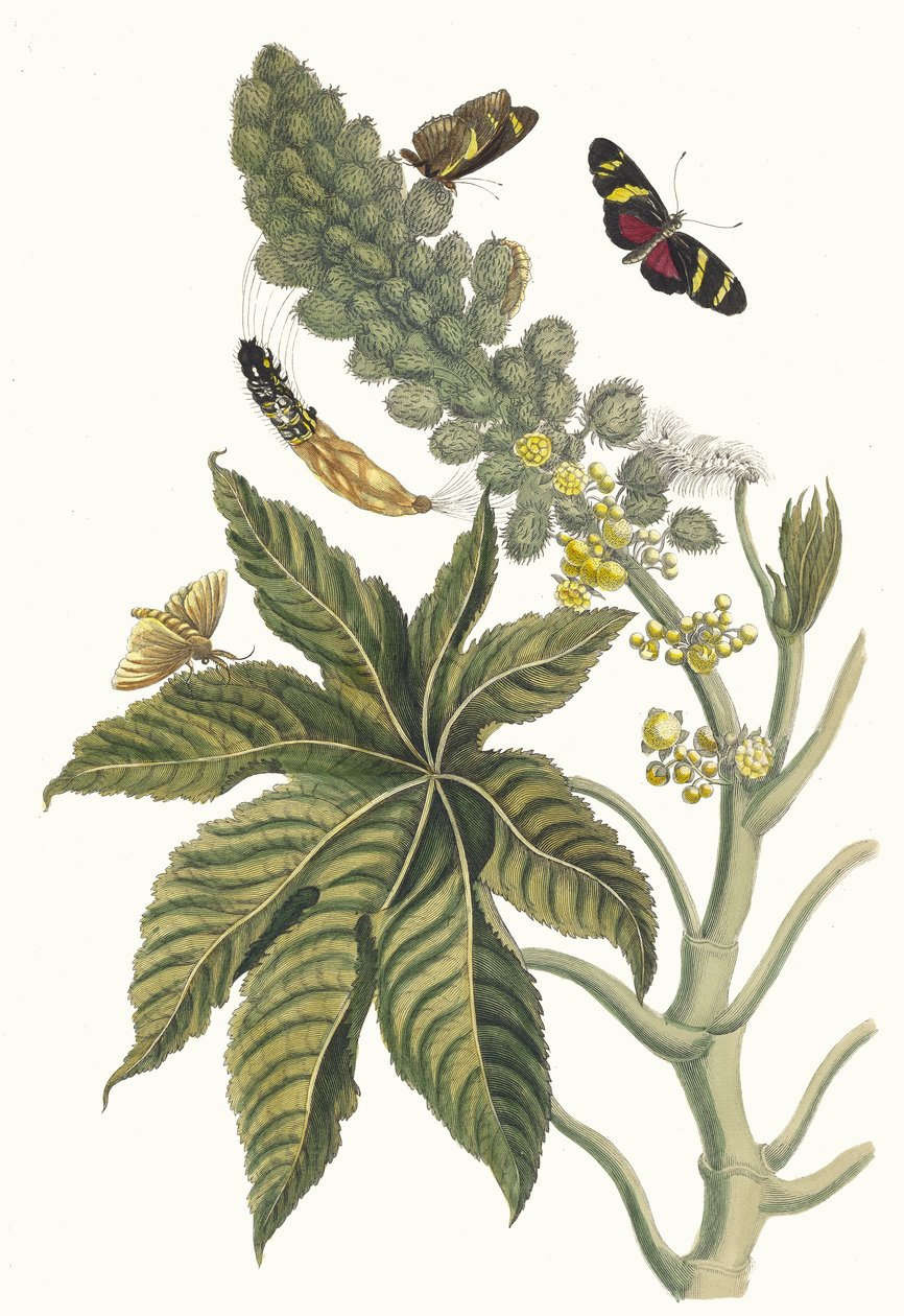 Palma Christi. Uit het boek Metamorphosis insectorum Surinamensium, 1705 door Maria Sibylla Merian