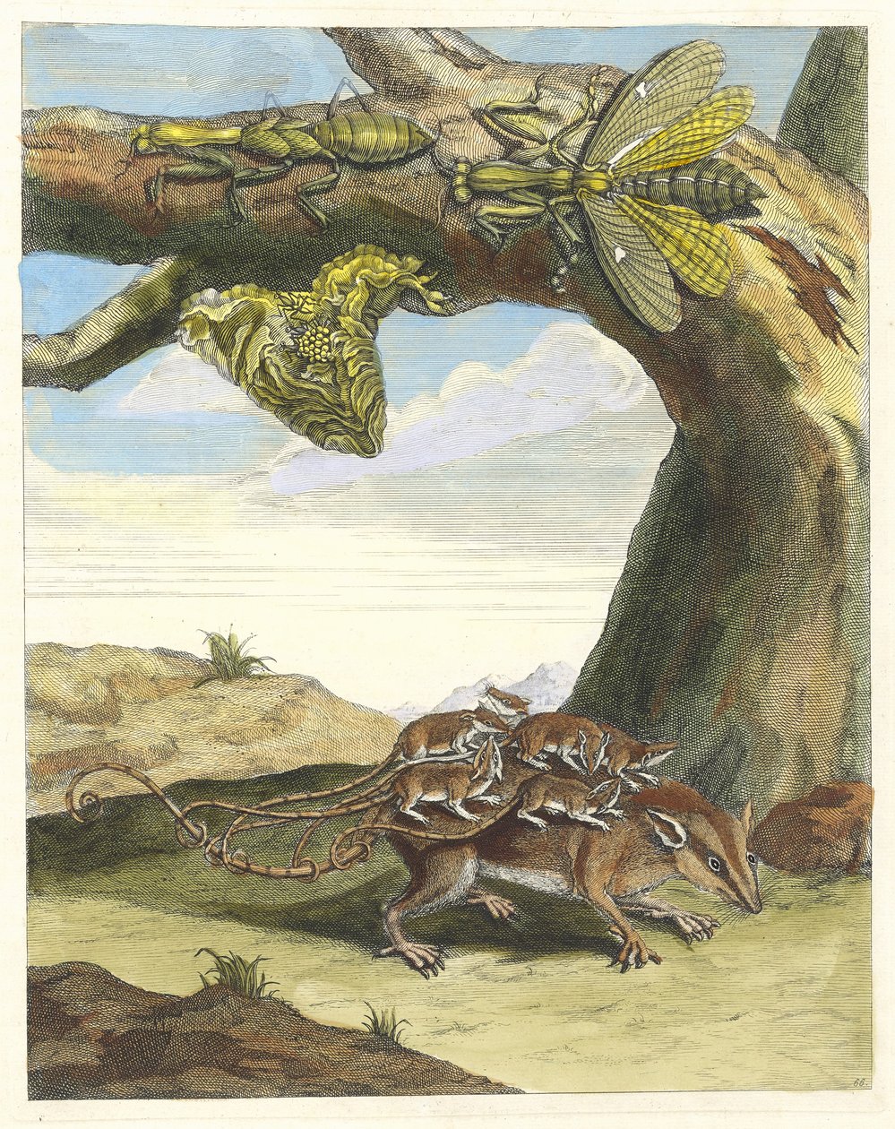 Rat de forest. Uit het boek Metamorphosis insectorum Surinamensium, 1705 door Maria Sibylla Merian