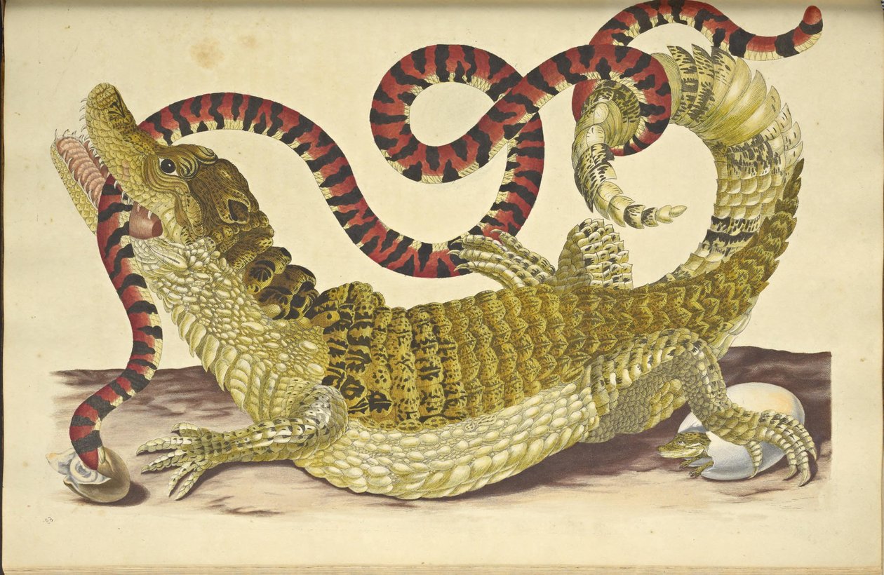 Brilkaaiman en een Valse Koraalslang door Maria Sibylla Merian