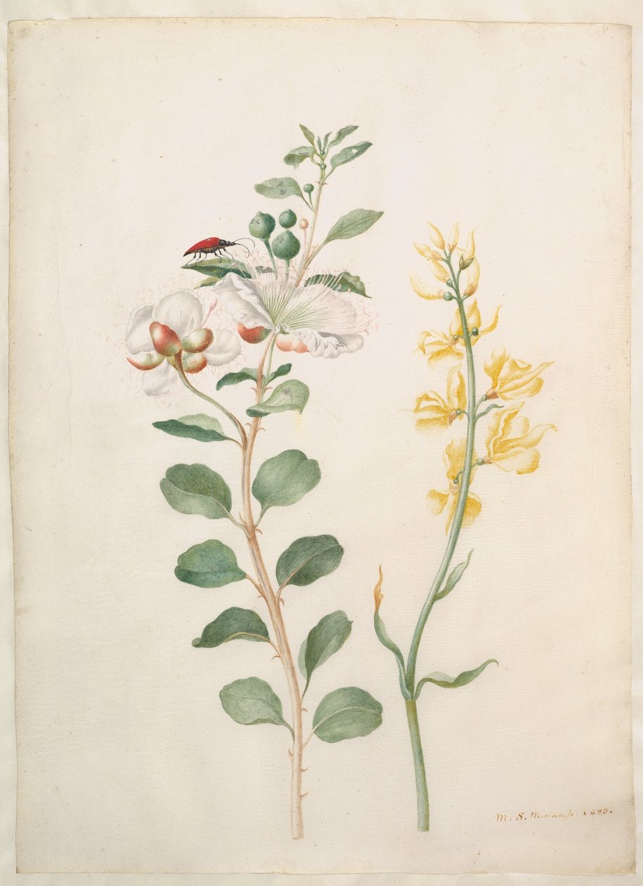 Studie van kappertjes, gaspeldoorn en een kever door Maria Sibylla Merian