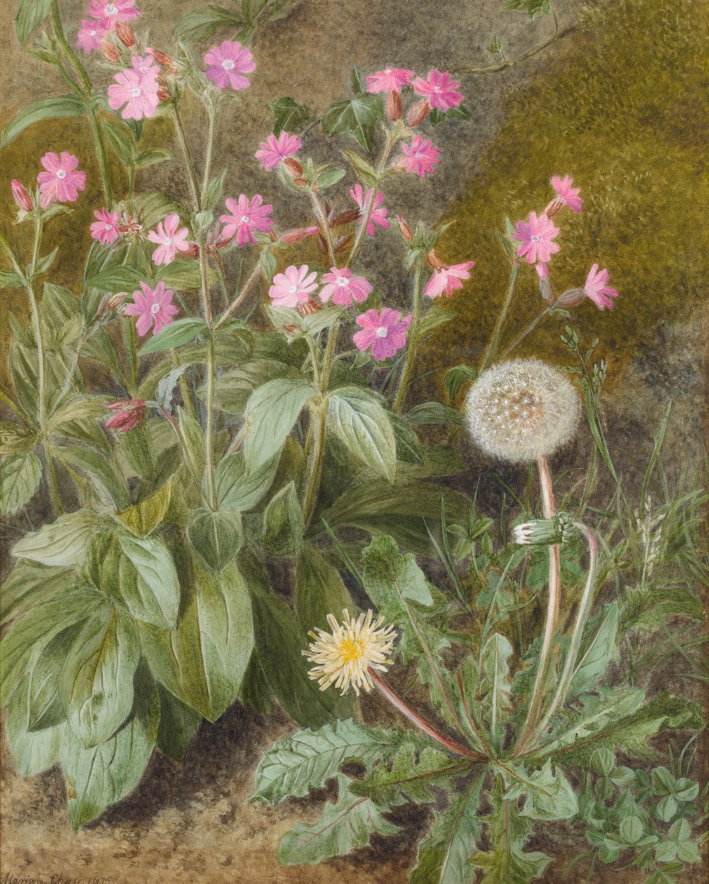 Roze campions en paardenbloem, 1875 door Marion Chase