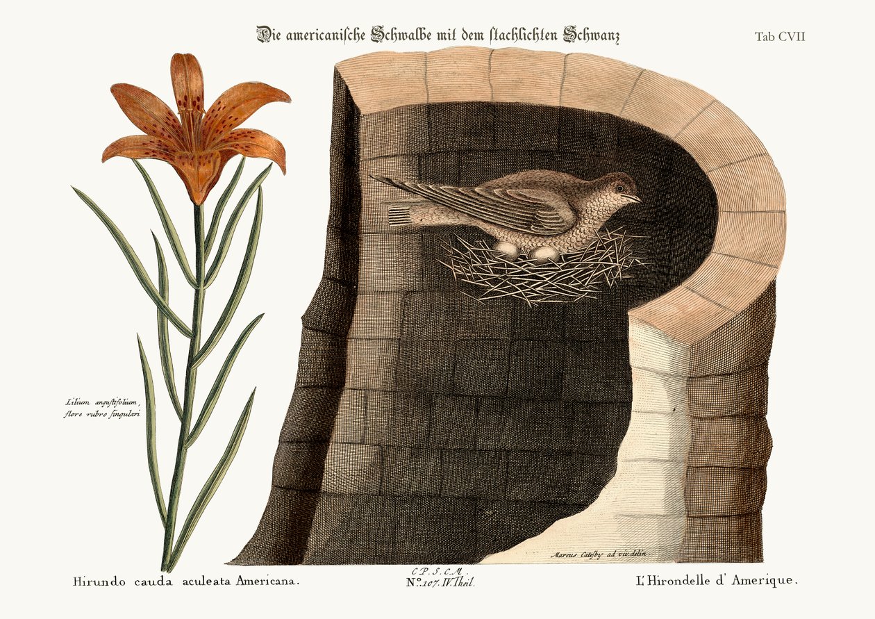 De Amerikaanse Zwaluw, 1749-73 door Mark Catesby
