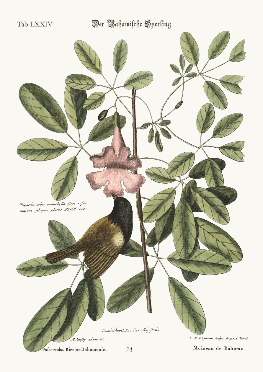 De Bahama Mus door Mark Catesby