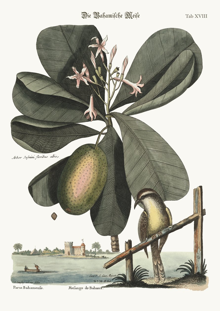 De Bahama-mees, 1749-73 door Mark Catesby
