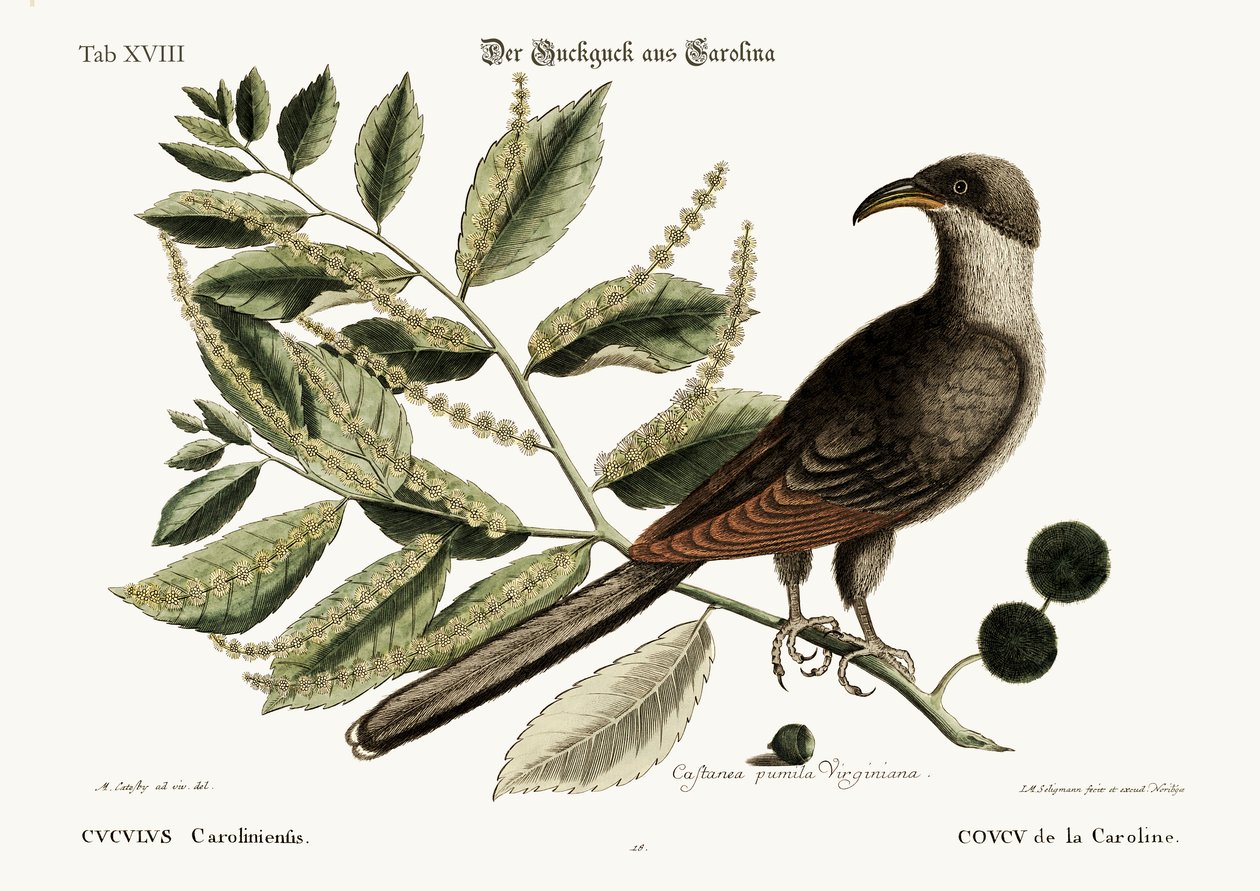 De Koekoek van Carolina door Mark Catesby