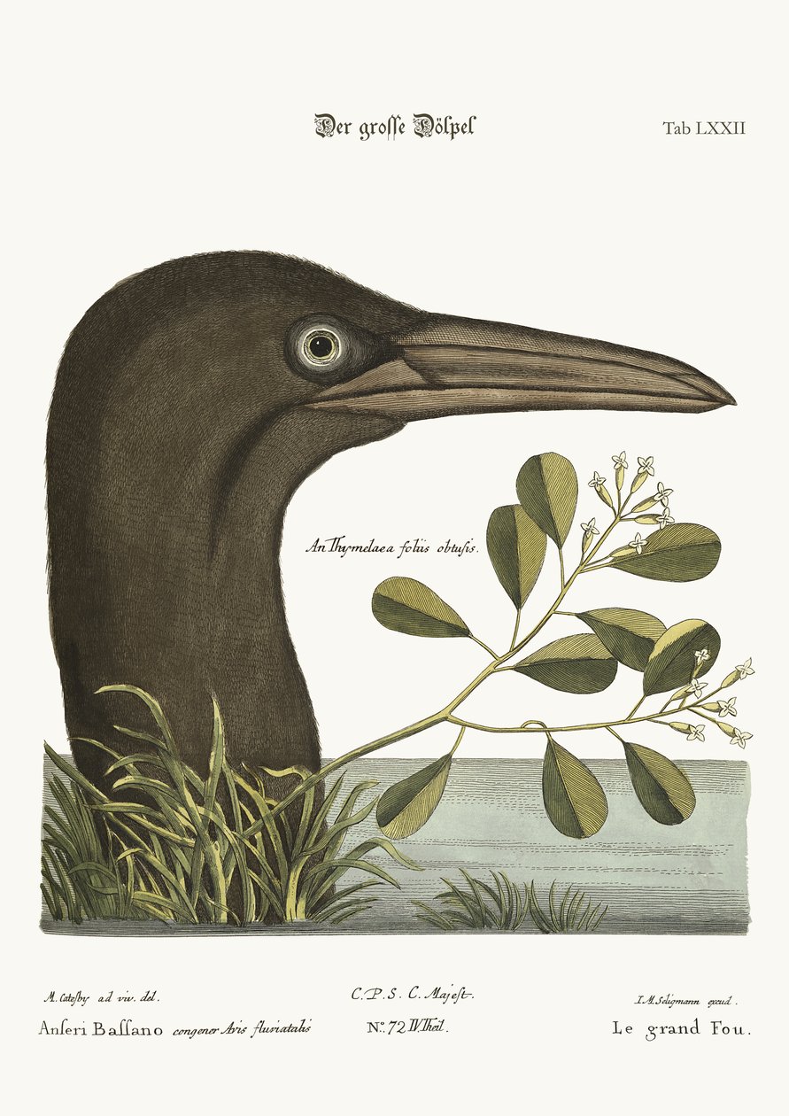 De Grote Booby door Mark Catesby