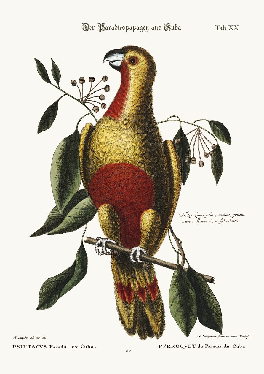 De Paradijsvogel van Cuba, 1749-73 door Mark Catesby