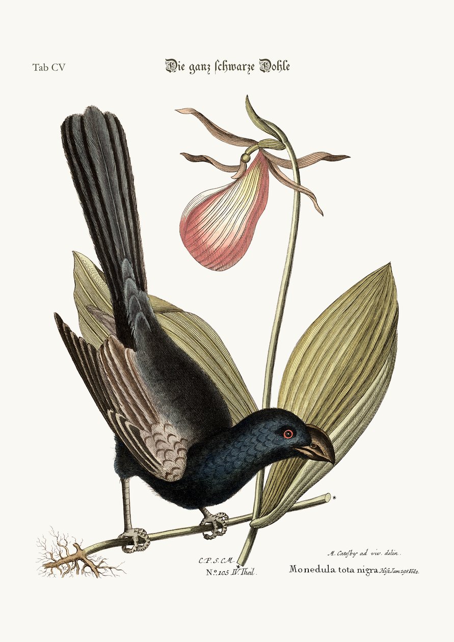 De zwartbekraafde zwartvogel van Jamaica, 1749-73 door Mark Catesby