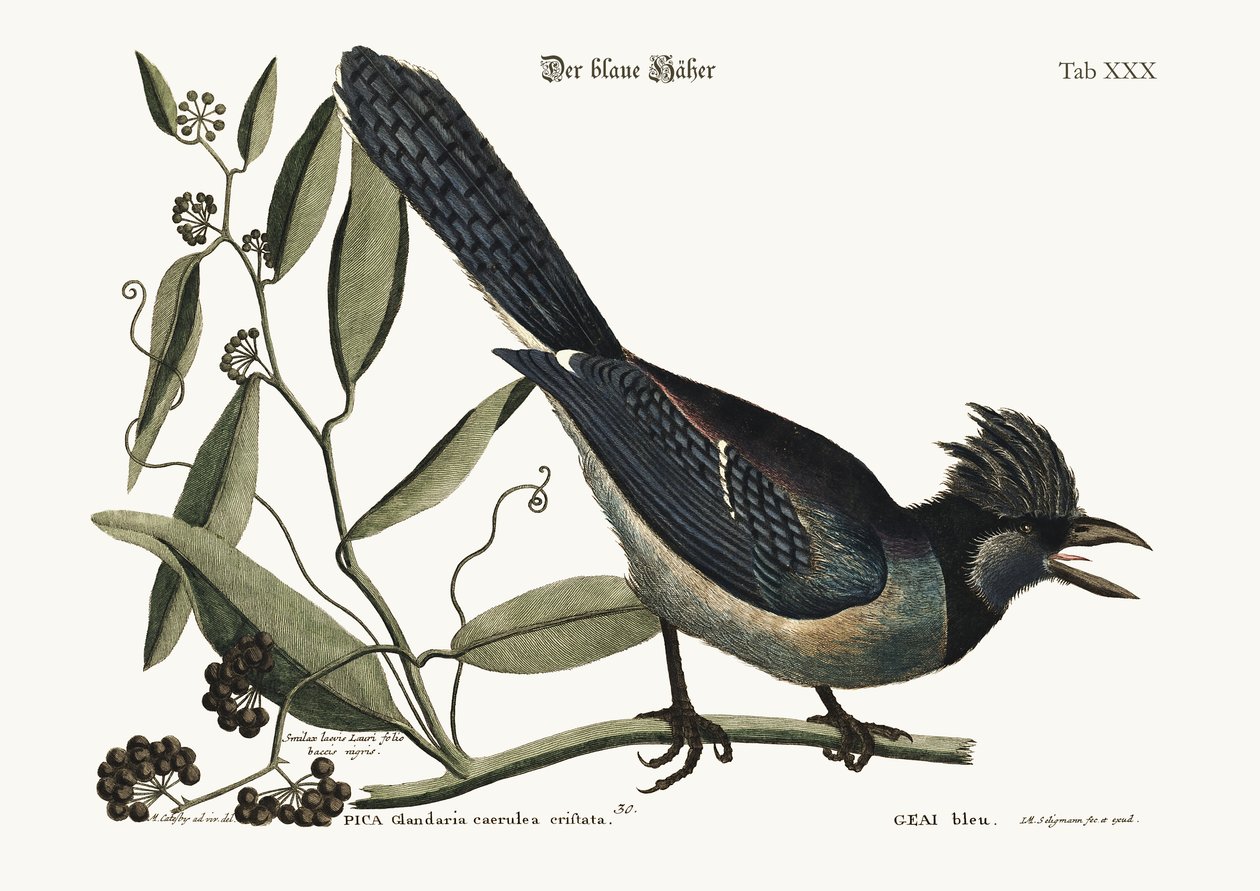 De Blauwe Gaai, 1749-73 door Mark Catesby