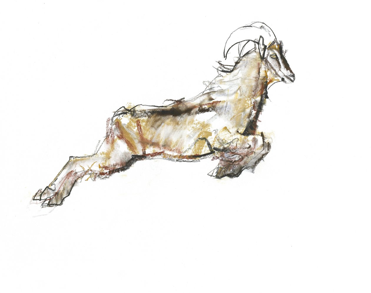 Arabische Tahr, 2009 door Mark Adlington