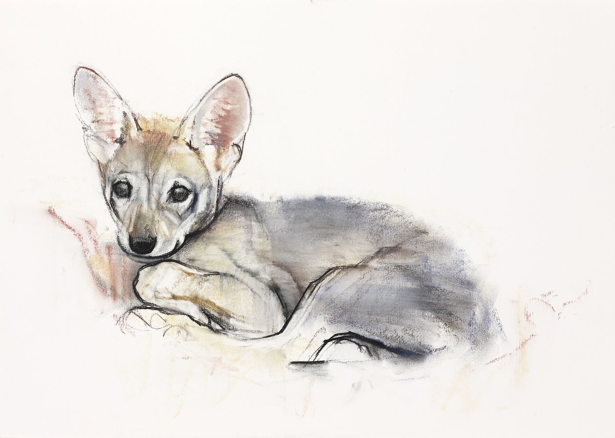 Gekrulde Arabische Wolvenwelp, 2009 door Mark Adlington