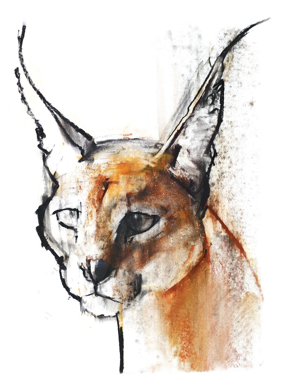 Feline (Arabische Karakal), 2009 door Mark Adlington