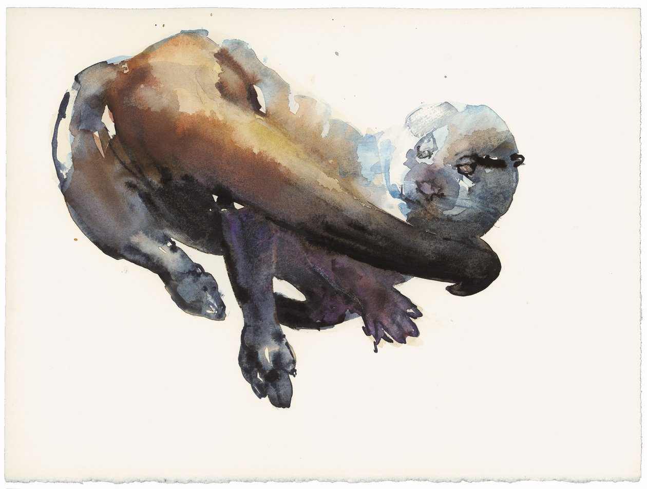 Otter Studie I - 