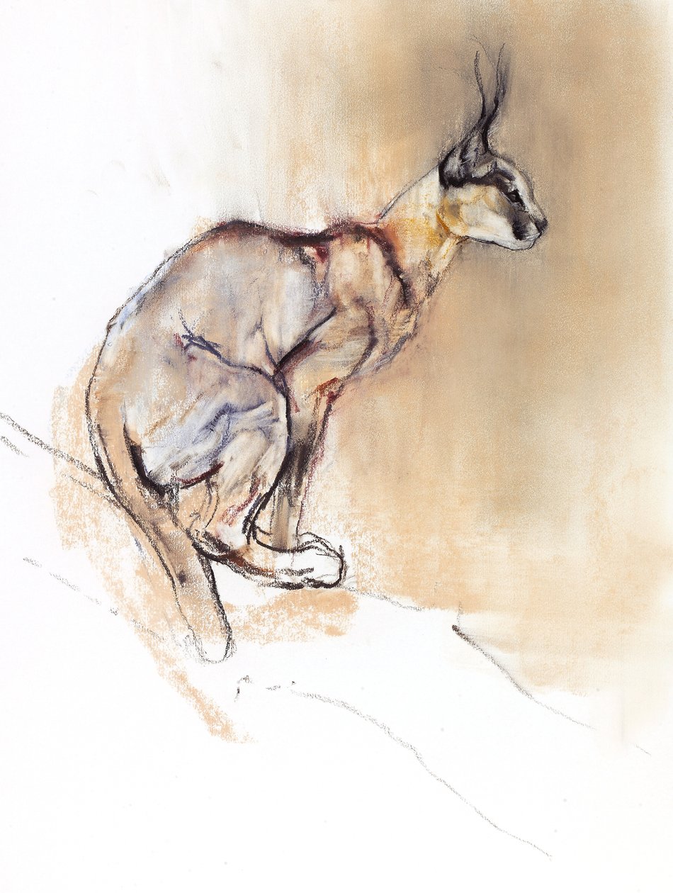 Zittende Caracal, 2009 door Mark Adlington