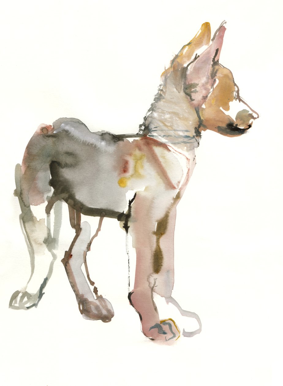 Waggle (Arabische wolfspup), 2011 door Mark Adlington