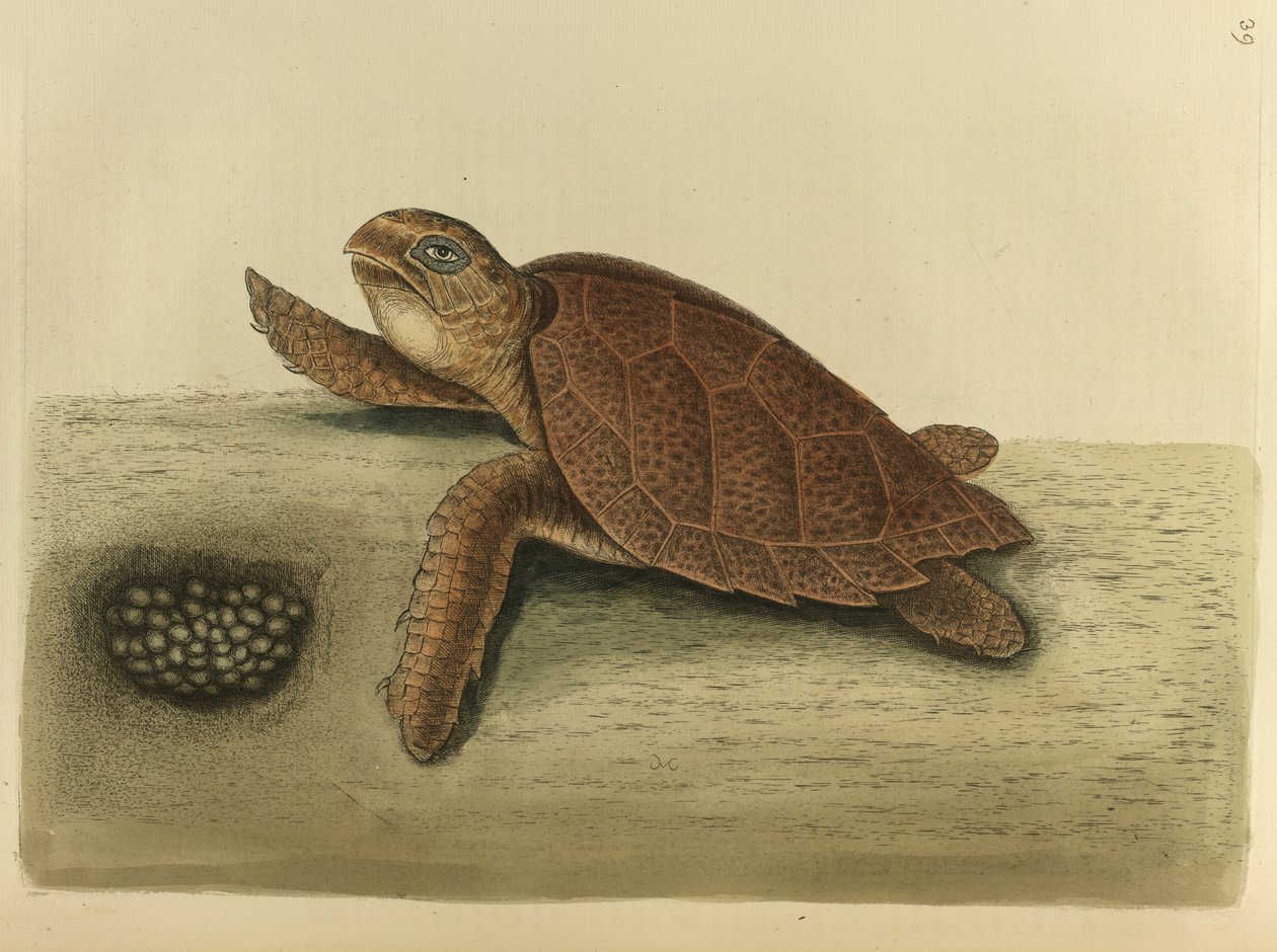 Testudo caretta. De karetschildpad door Mark Catesby