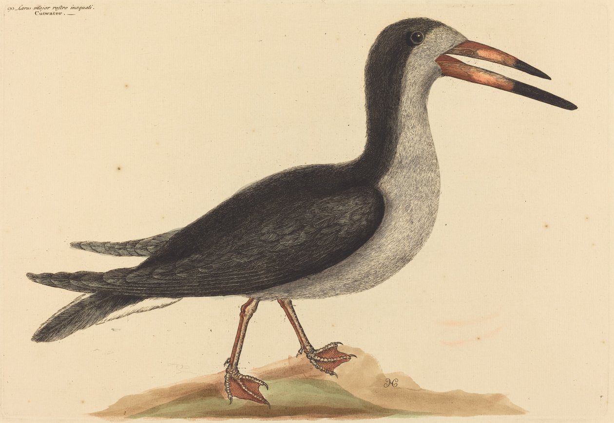 De Cutwater Rhynchops nigra, gepubliceerd 1731-1743 door Mark Catesby