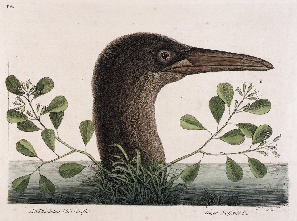 De Grote Booby (An Thymelaea foliis obtusis, Anseri Bassano  c.) door Mark Catesby