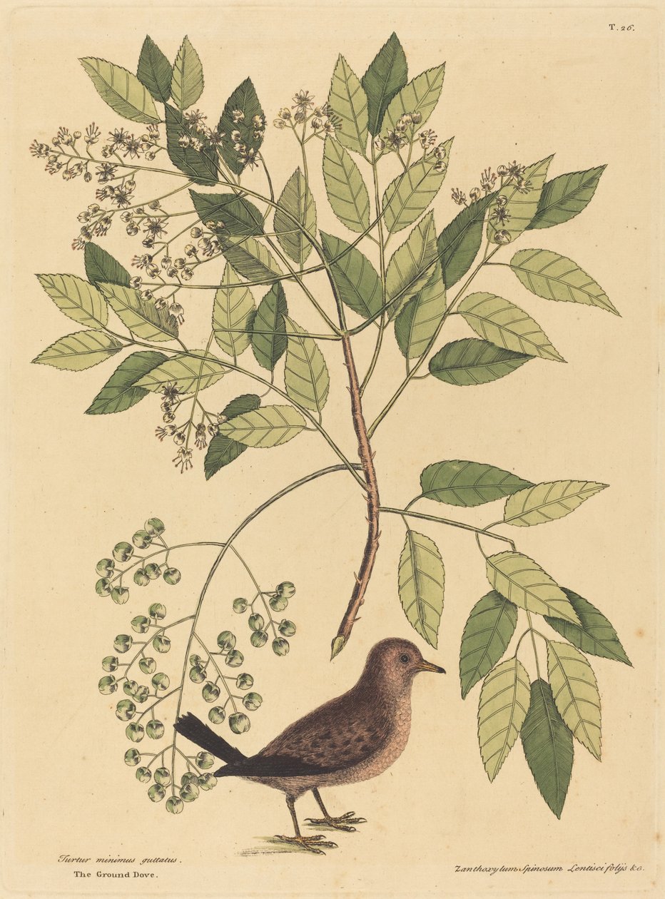De Grondduif (Columba passerina) door Mark Catesby
