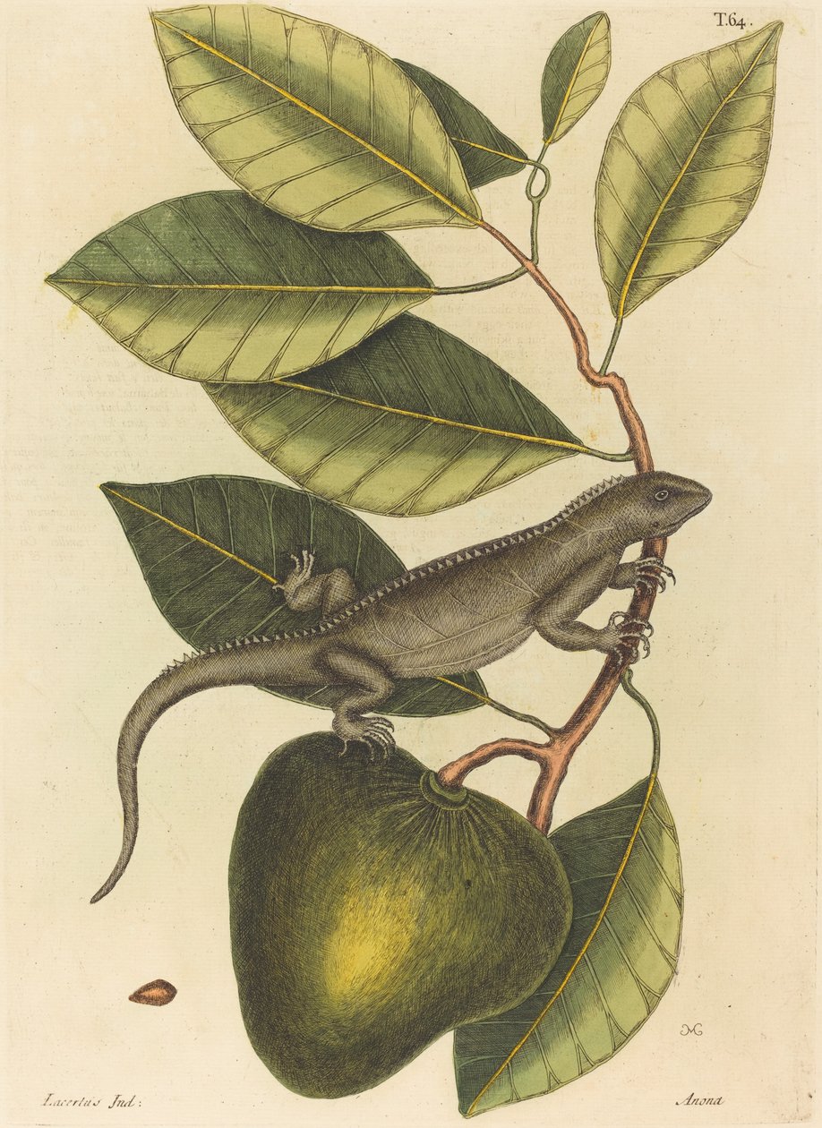 De leguaan (Lacerta Iguana) door Mark Catesby