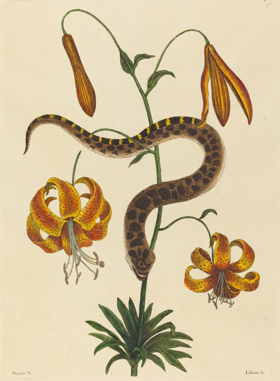 De varkensneusslang Boa contortrix, gepubliceerd 1731-1743 door Mark Catesby