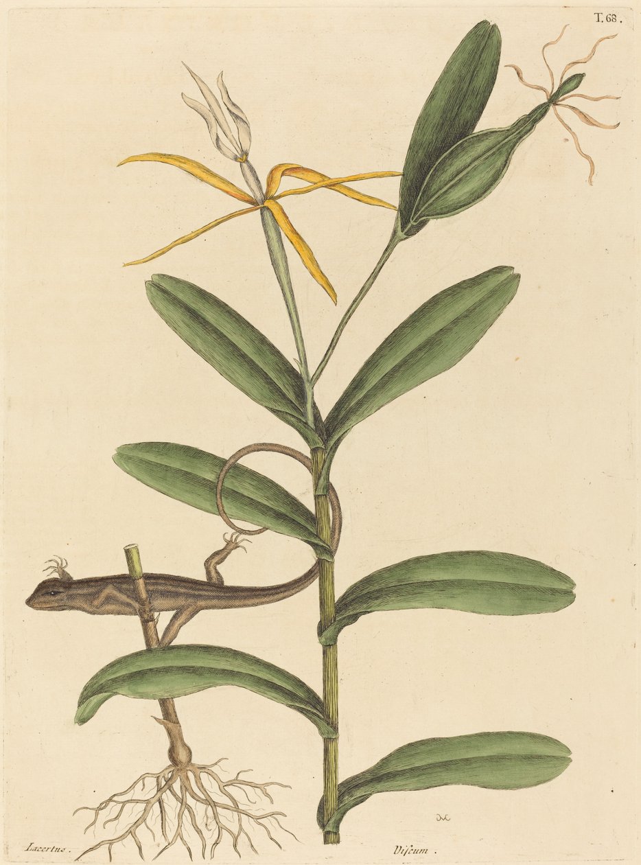 De Lyon Hagedis Lacerta 6-lineata, gepubliceerd 1731-1743 door Mark Catesby