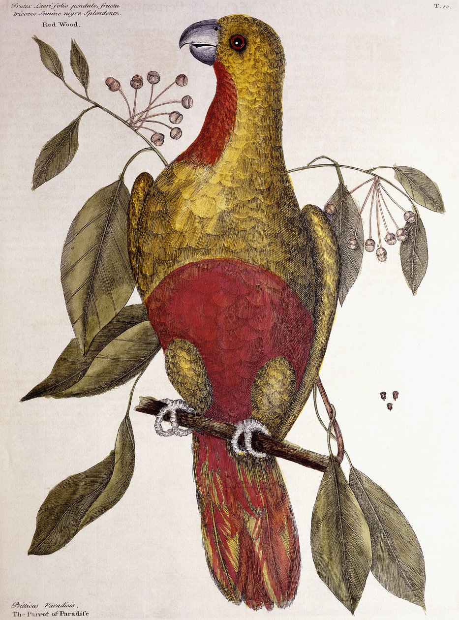 De Paradijsvogel, 1771 door Mark Catesby